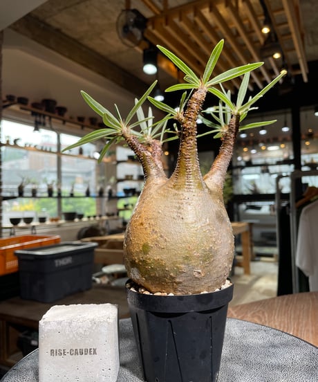 CATEGORY Pachypodium gracilius(パキポディウム グラキリス) |