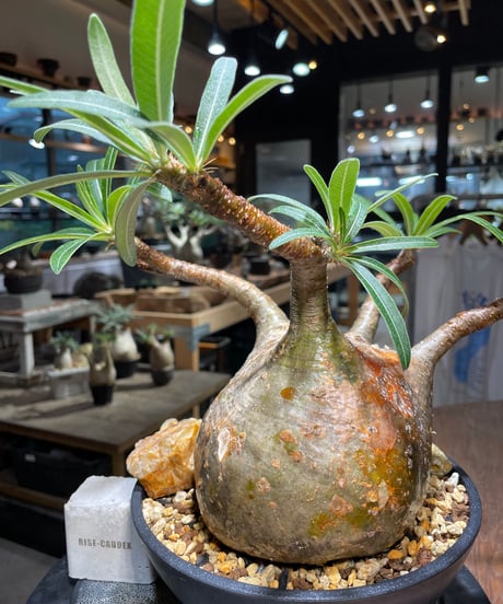 パキポディウム グラキリス　Pachypodium gracilius 　発根済　(gk-389)