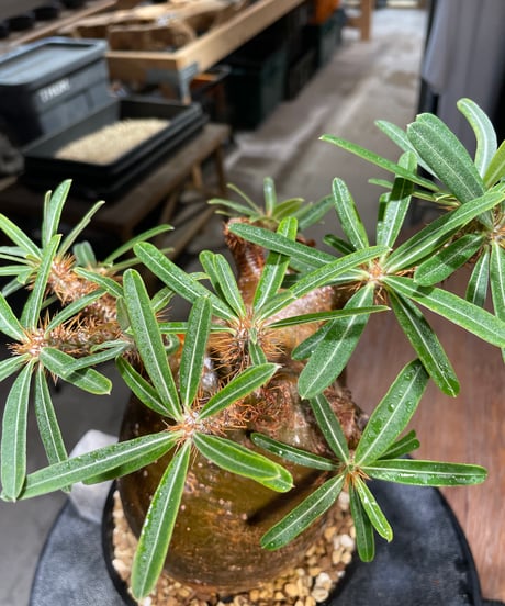 パキポディウム グラキリス　Pachypodium gracilius 　発根済　(gk-411)