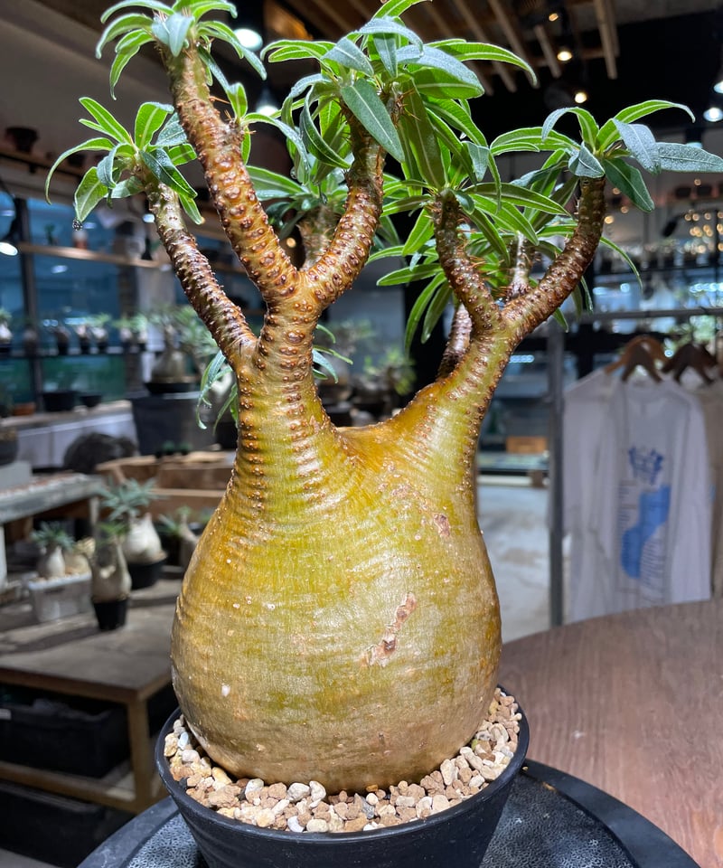 パキポディウム グラキリス Pachypodium gracilius 発根済 (gk-51