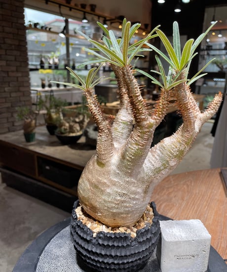 パキポディウム グラキリス　Pachypodium gracilius 　発根済　(gk-469) 鉢：dip