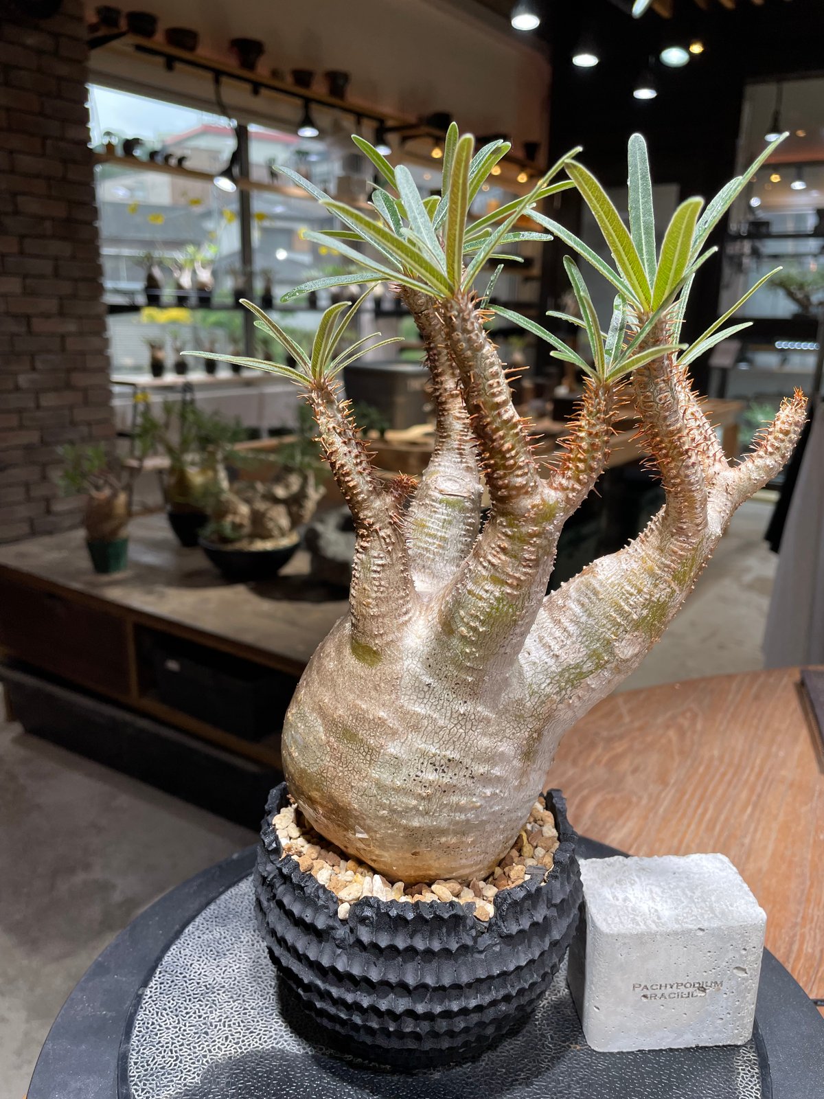 134　グラキリス パキポディウム グラキリス Pachypodium gracilius 発根済 (gk-46