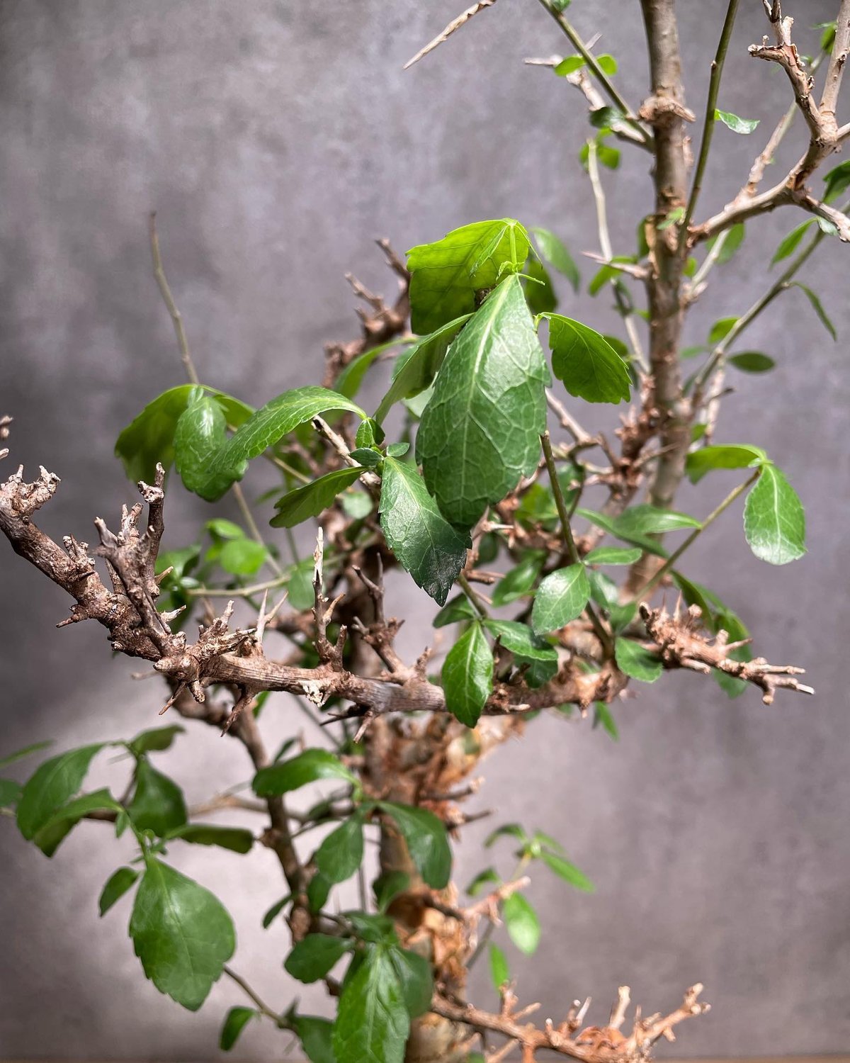 コミフォラ ハベシニカ 発根済 (商品番号hs-2) | RISE-CAUDEX