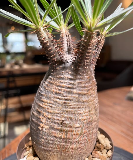 パキポディウム グラキリス　Pachypodium gracilius 　発根済　(gk-378)
