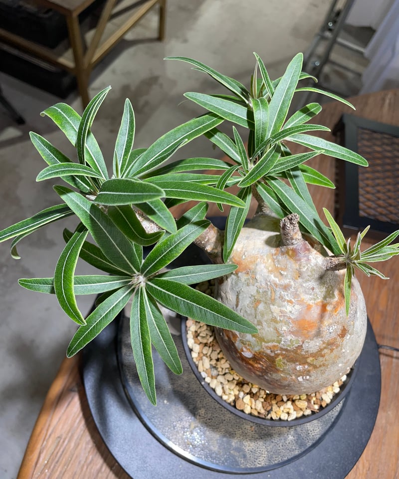 ザ*）様 パキポディウム グラキリス 発根済pachypodhium Graci パキポディウム グラキリス Pachypodium gracilius 発根済 (gk-48