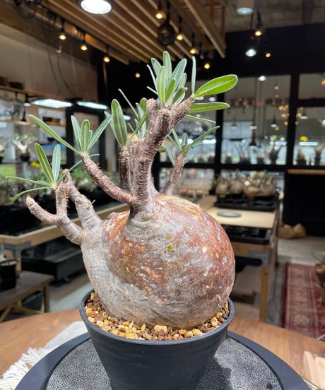 パキポディウム グラキリス　Pachypodium gracilius 　発根済　(gk-247)