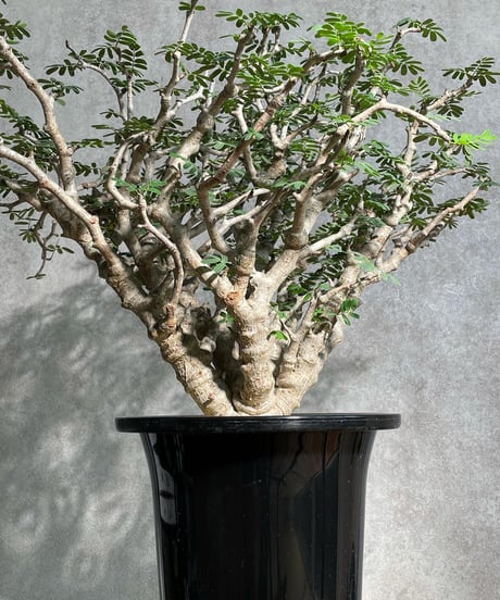 センナ メリディオナリス Senna meridionalis　発根済　(商品番号sm-11)