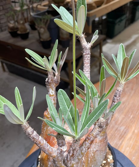 パキポディウム グラキリス　Pachypodium gracilius 　発根済　(gk-456）