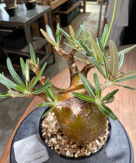パキポディウム グラキリス　Pachypodium gracilius 　発根済　(gk-567)