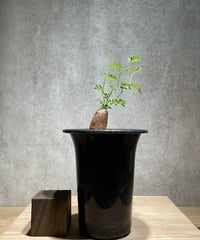 店舗在庫あり オペルクリカリア パキプス 2頭 扁平