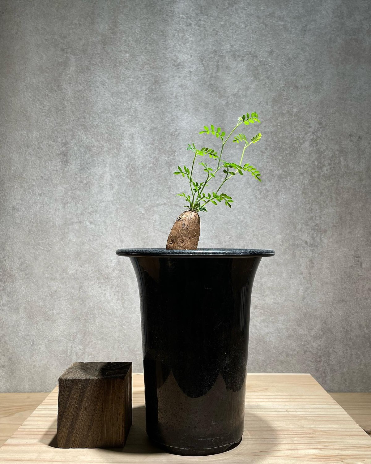 オペルクリカリア パキプス 根差し (商品番号PP-55) | RISE-CAUDEX ONL