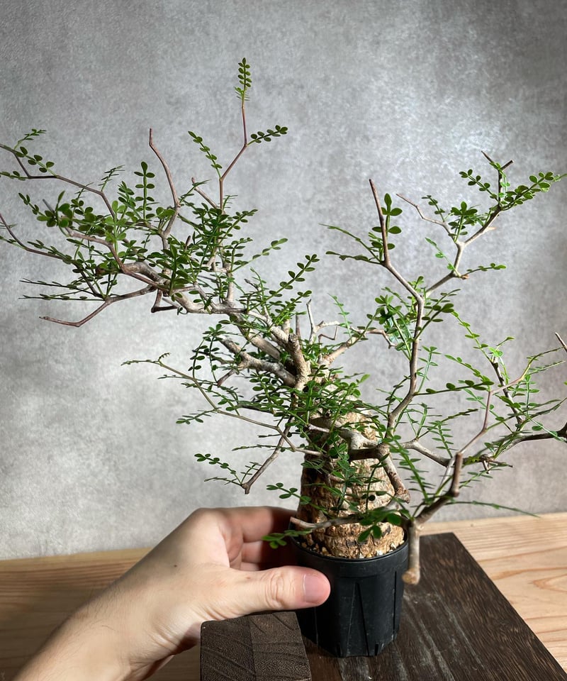 オペルクリカリア パキプス／Operculicarya pachypus 発根済 浅鉢用手