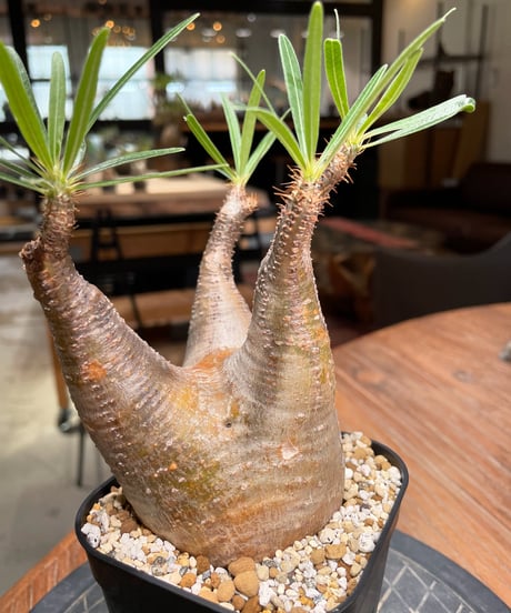 パキポディウム グラキリス　Pachypodium gracilius 　発根済　(gk-380)
