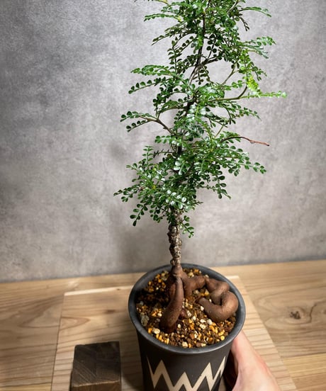 オペルクリカリア パキプス／Operculicarya pachypus　実生５年株　発根済　(商品番号PP-49valiem) VALIEM 　WARP　sizeL　(VALIEMタグ付き)