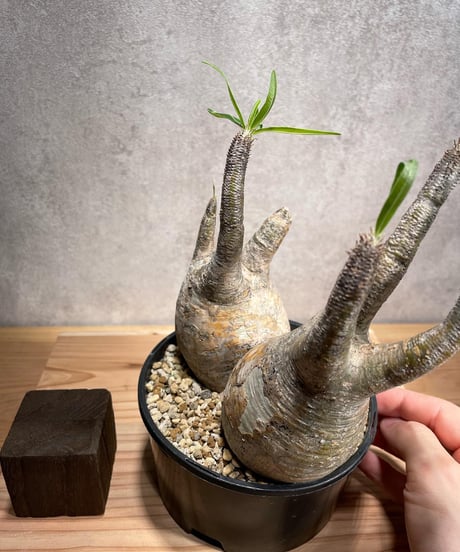 パキポディウム グラキリス　Pachypodium gracilius 　２頭　発根済　(商品番号gk-58)