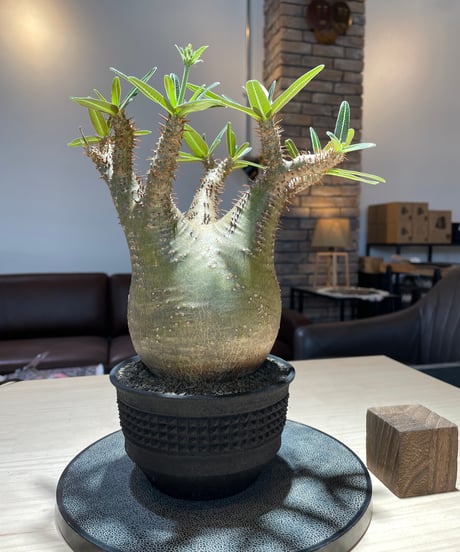 パキポディウム グラキリス　Pachypodium gracilius 　発根済　(gk-224)