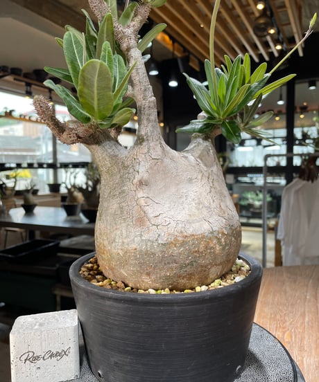 パキポディウム グラキリス　Pachypodium gracilius 　発根済　(gk-563)
