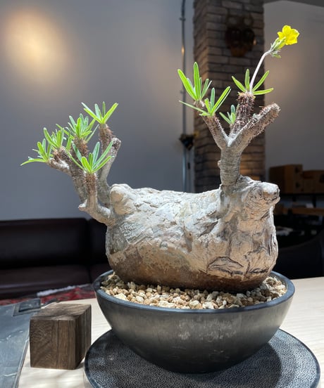 パキポディウム グラキリス　Pachypodium gracilius 　発根済　(gk-201)