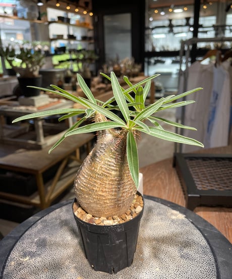 パキポディウム グラキリス　Pachypodium gracilius 　発根済　(gk-500）