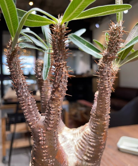 パキポディウム グラキリス　Pachypodium gracilius 　発根済　(gk-408d.i.p)