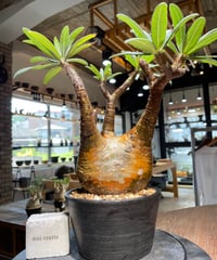 パキポディウム グラキリス　Pachypodium gracilius 　発根済　(gk-483)