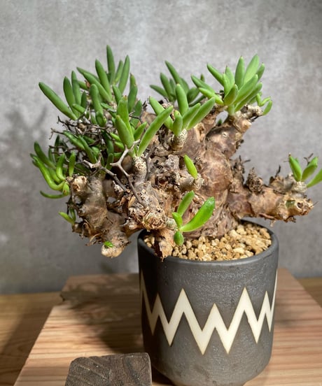 チレコドン レティキュラータス　Tylecodon reticulatus　万物想 　発根済　(商品番号cr-12valiem)VALIEM 　BLOCK　sizeM　(VALIEM巾着、タグ付き)