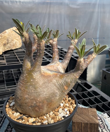 パキポディウム グラキリス　Pachypodium gracilius 　発根済　(gk-416)