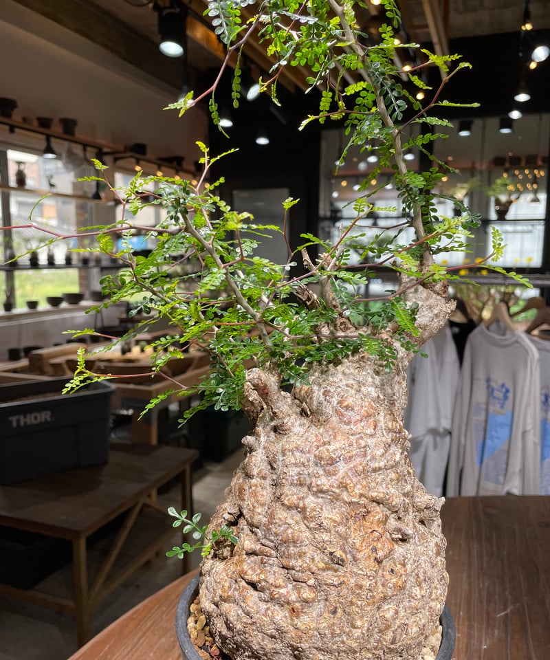 オペルクリカリア パキプス／Operculicarya pachypus 発根済 (商品番号P