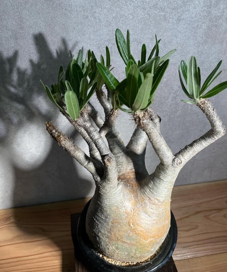 パキポディウム グラキリス　Pachypodium gracilius 　発根済(塊根幅12ｃｍ)　(商品番号gk-17)