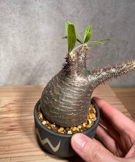 パキポディウム グラキリス　Pachypodium gracilius 　発根済　(商品番号gk-30valiem)  VALIEM 　BOWL　sizeS　(VALIEM巾着、タグ付き)