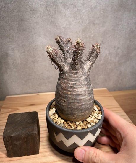 パキポディウム グラキリス　Pachypodium gracilius 　発根済　(商品番号gk-50valiem)  VALIEM 　BOWL　sizeS　(VALIEMタグ付き)