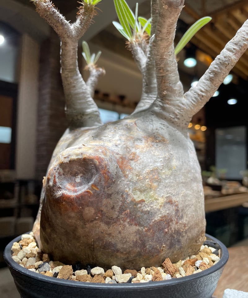 パキポディウム グラキリス Pachypodium gracilius 発根済 (gk-45