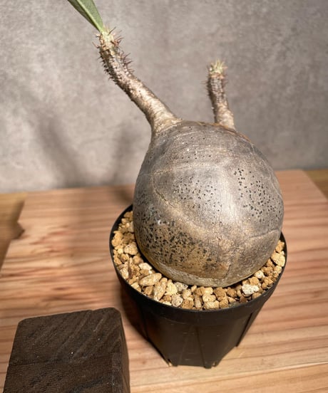 パキポディウム グラキリス　Pachypodium gracilius 　発根済　(商品番号gk-38)
