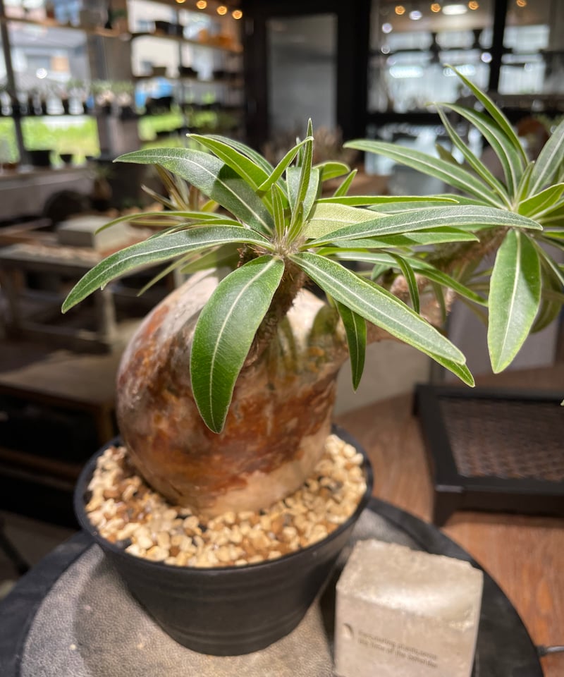 パキポディウム グラキリス Pachypodium gracilius 発根済 (gk-49