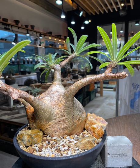 パキポディウム グラキリス　Pachypodium gracilius 　発根済　(gk-389)