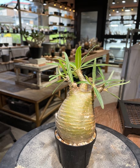 パキポディウム グラキリス　Pachypodium gracilius 　発根済　(gk-502）