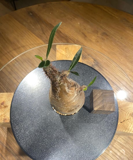 パキポディウム グラキリス　Pachypodium gracilius 　発根済　(商品番号gk-178)