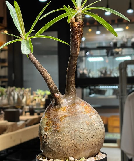 パキポディウム グラキリス　Pachypodium gracilius 　発根済　(gk-522）
