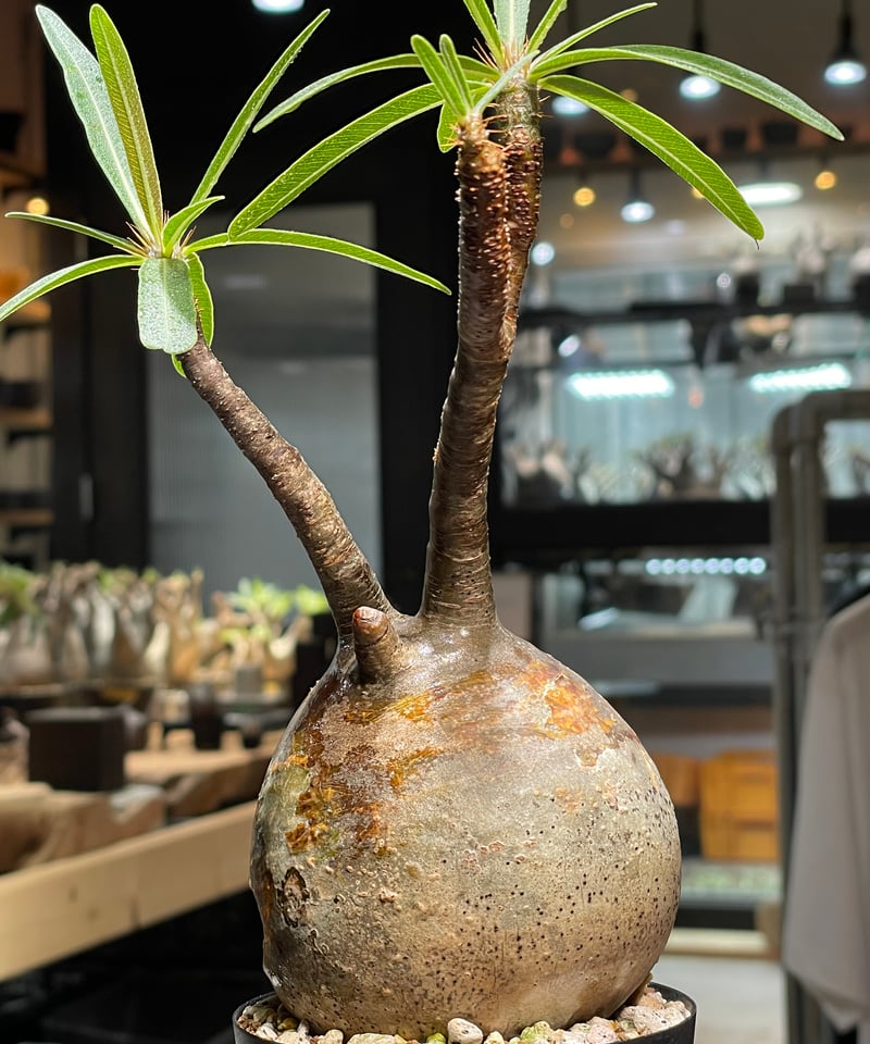 パキポディウム グラキリス Pachypodium gracilius 発根済 (gk-52