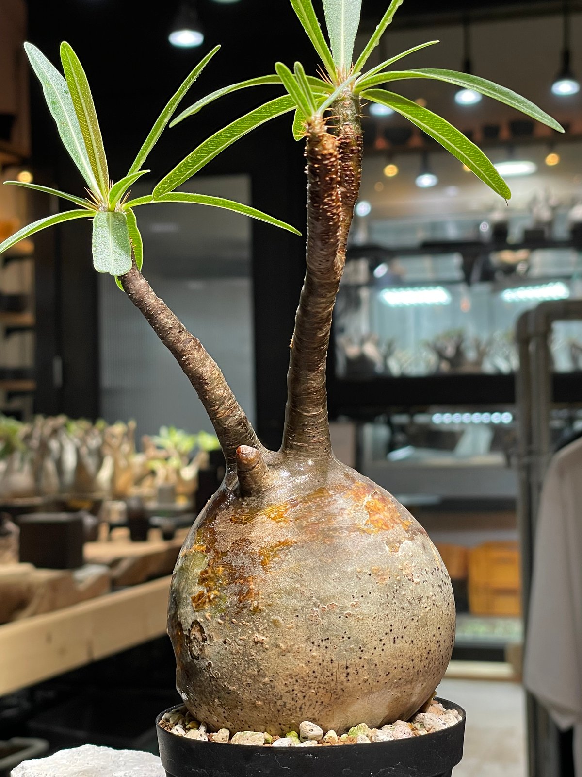 パキポディウム グラキリス 発根済pachypodhium Graci パキポディウム グラキリス Pachypodium gracilius 発根済 (gk-52