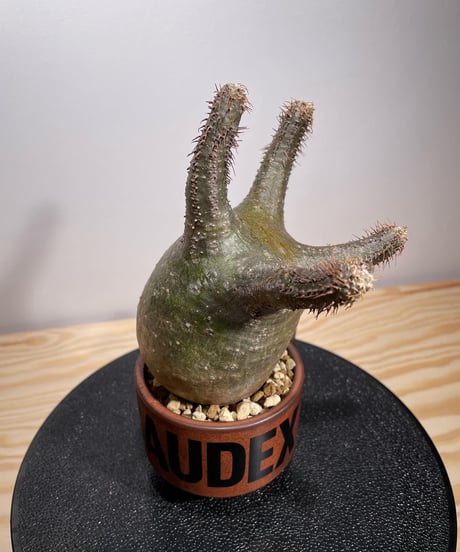 パキポディウム グラキリス　Pachypodium gracilius 　発根済　(商品番号gk-130valiem)VALIEM  (VALIEMタグ、巾着袋付き)