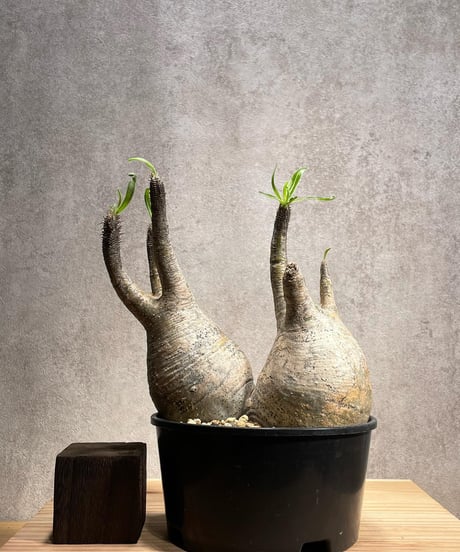 パキポディウム グラキリス　Pachypodium gracilius 　２頭　発根済　(商品番号gk-58)
