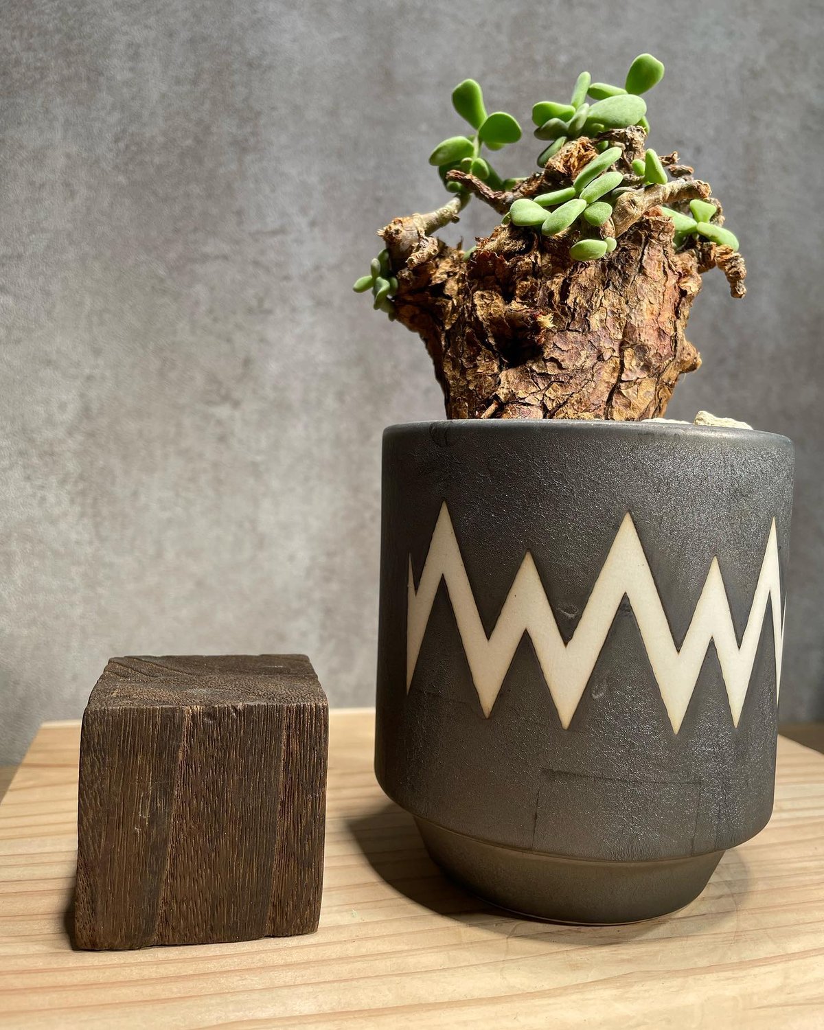 ケラリア　ピグマエア　4 ケラリア ピグマエア No.04 × 