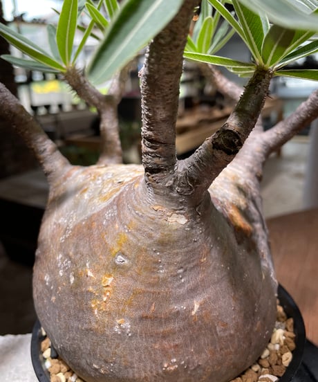 パキポディウム グラキリス　Pachypodium gracilius 　発根済　(gk-477)