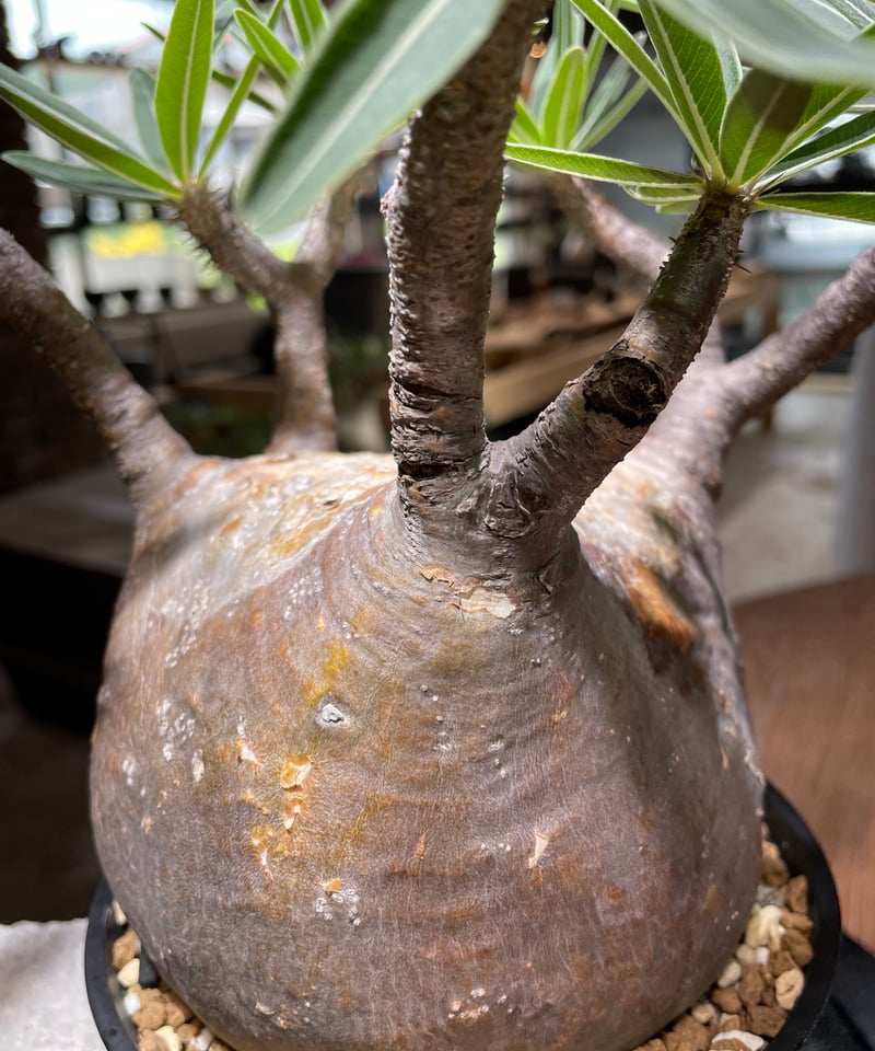 パキポディウム グラキリス Pachypodium gracilius 発根済 (gk-47