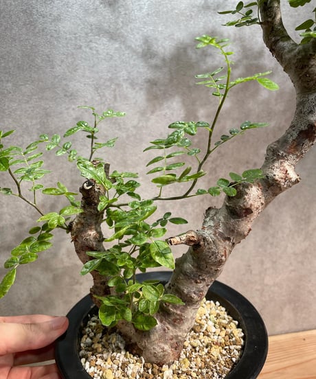 コミフォラ モンストローサ /Commiphora monstrosa　発根済　 (幹幅約5cm)　(商品番号mr-13)
