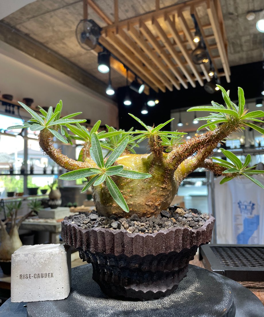 6886428fa269461ff8917726