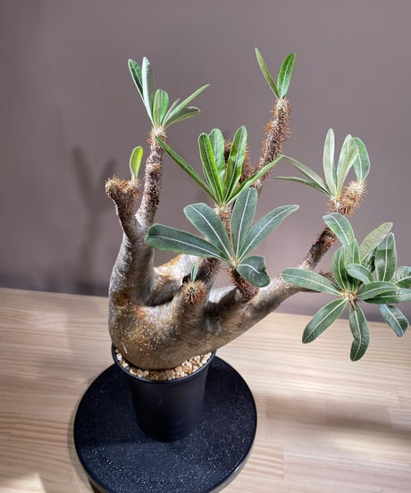パキポディウム グラキリス　Pachypodium gracilius 　発根済　(商品番号gk-120)