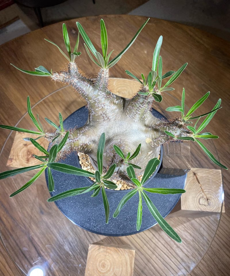 パキポディウム グラキリス Pachypodium gracilius 発根済 (商品番号g...