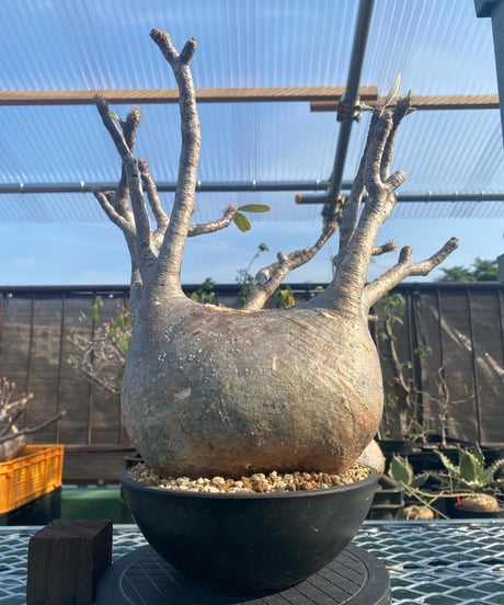 パキポディウム グラキリス　Pachypodium gracilius 　発根済　(商品番号gk-117)